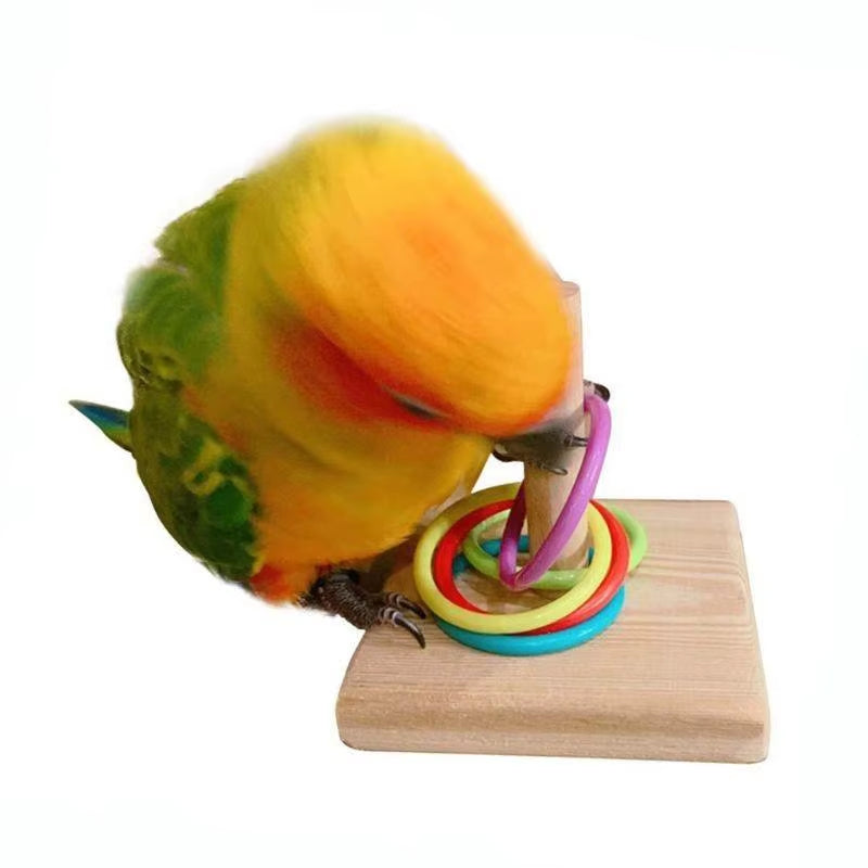 Interactive Bird Training Ring & Educational Toy
