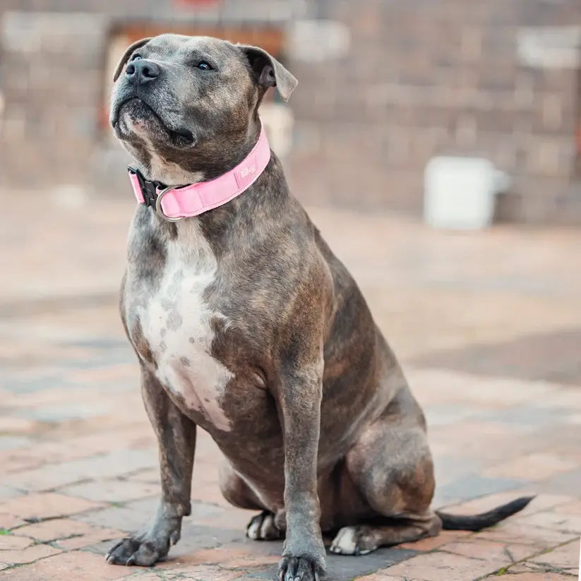 Heavy-Duty Tactical Dog Collar