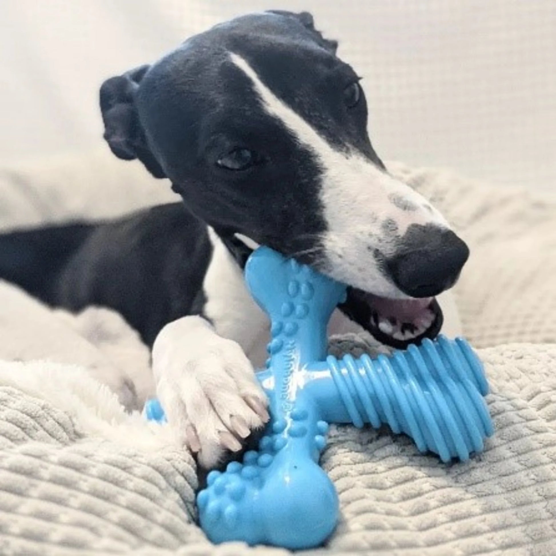 Beef-Flavored Power Chew X-Bone Toy for Large Dogs