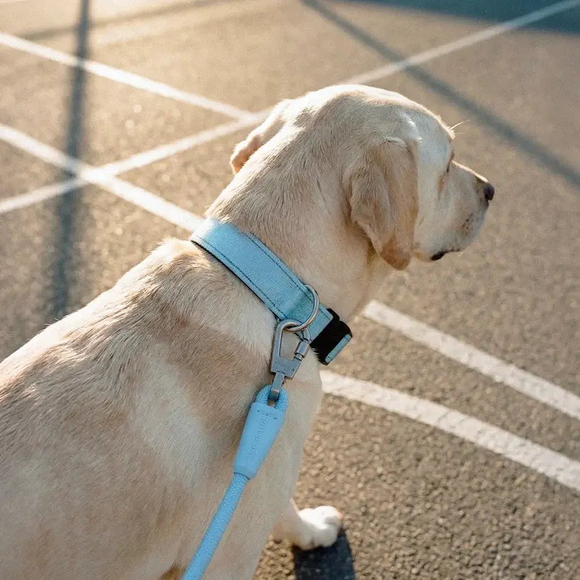 Heavy-Duty Tactical Dog Collar